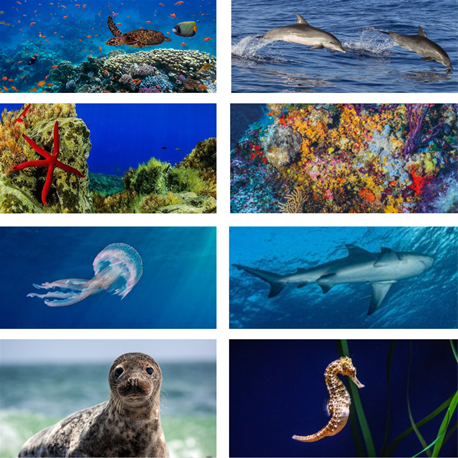 INTERNATIONAL DAY OF THE MEDITERRANEAN SEA 