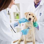 Veterinaria